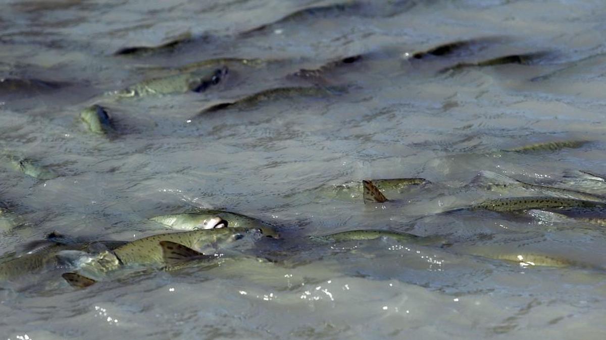 State and tribal fishery managers are predicting this year’s run of pink salmon in Puget Sound will be 80 percent below the 10-year-average.