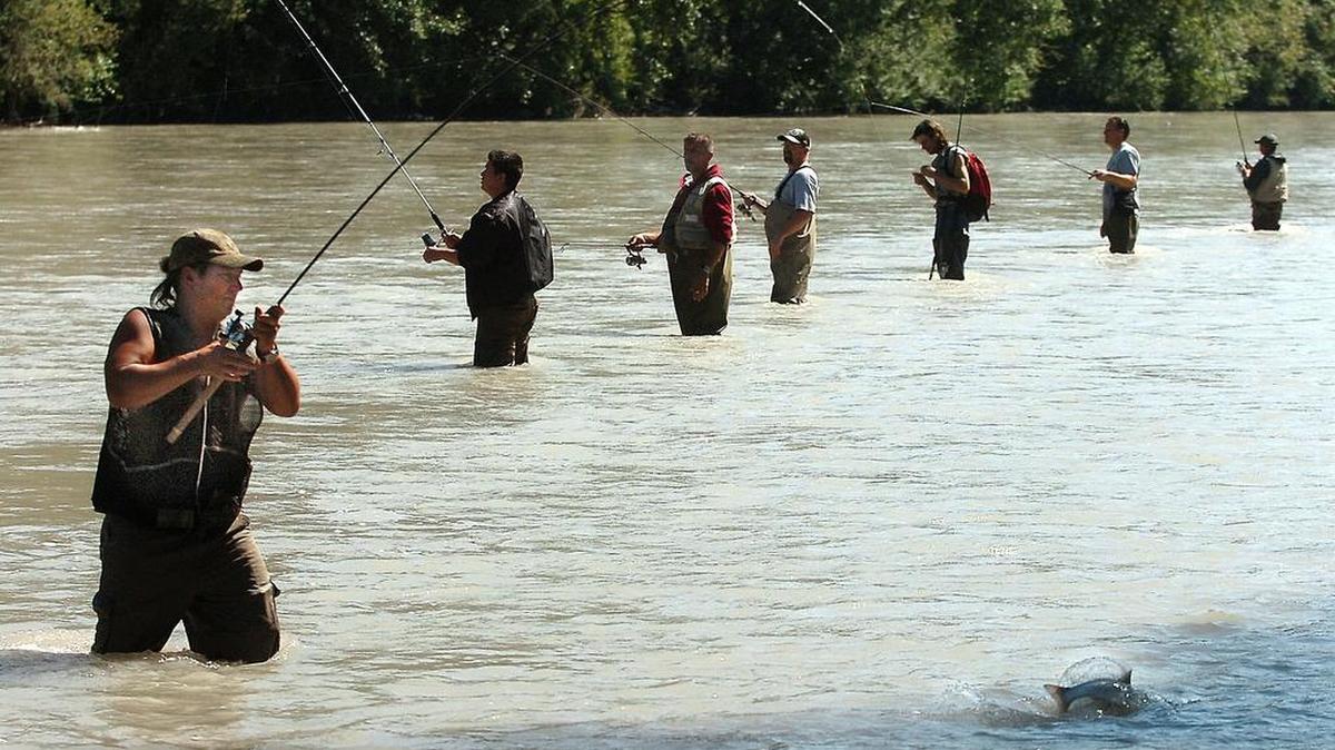 
Another large run of pink salmon has attracted hundreds of fishermen to the Puyallup River. There has been an issue, however, of people not obeying state fishing regulations.
