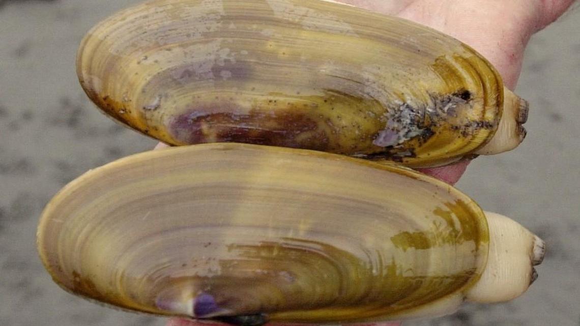 Copalis and Mocrocks open Friday for 3-day razor clam dig
