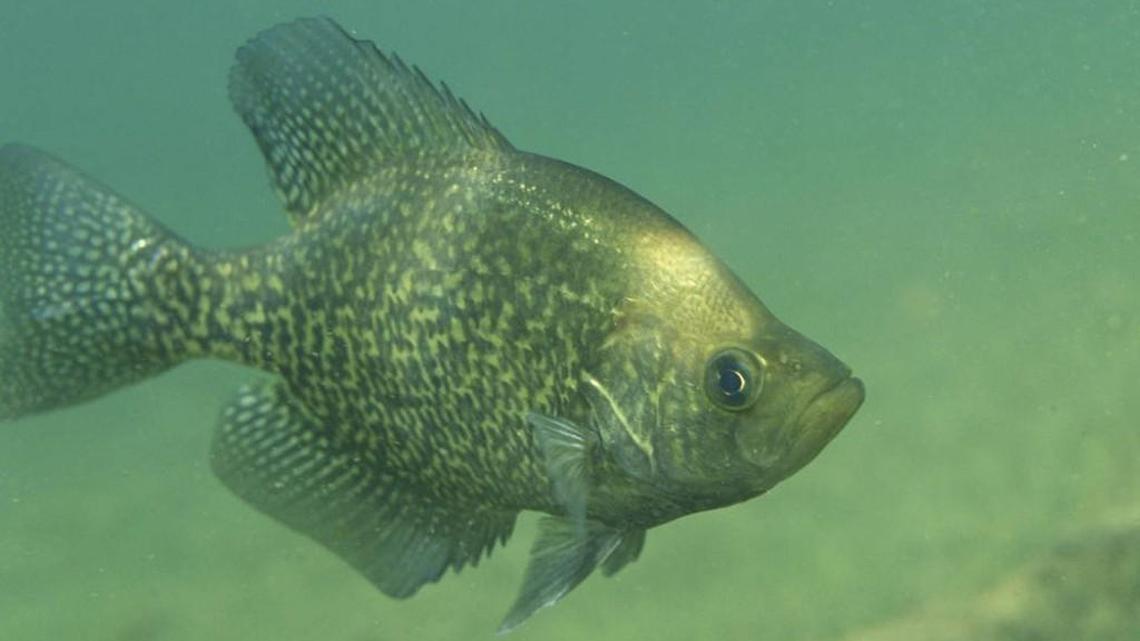 Fishing report for Jan. 1