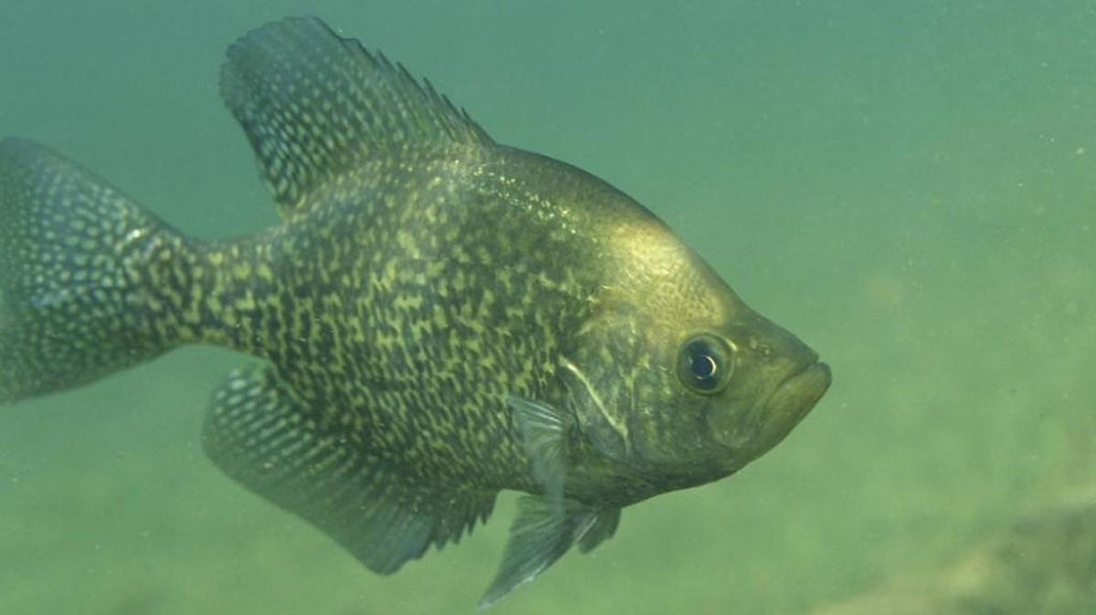 The fishing for black crappie has been good at Harts Lake.