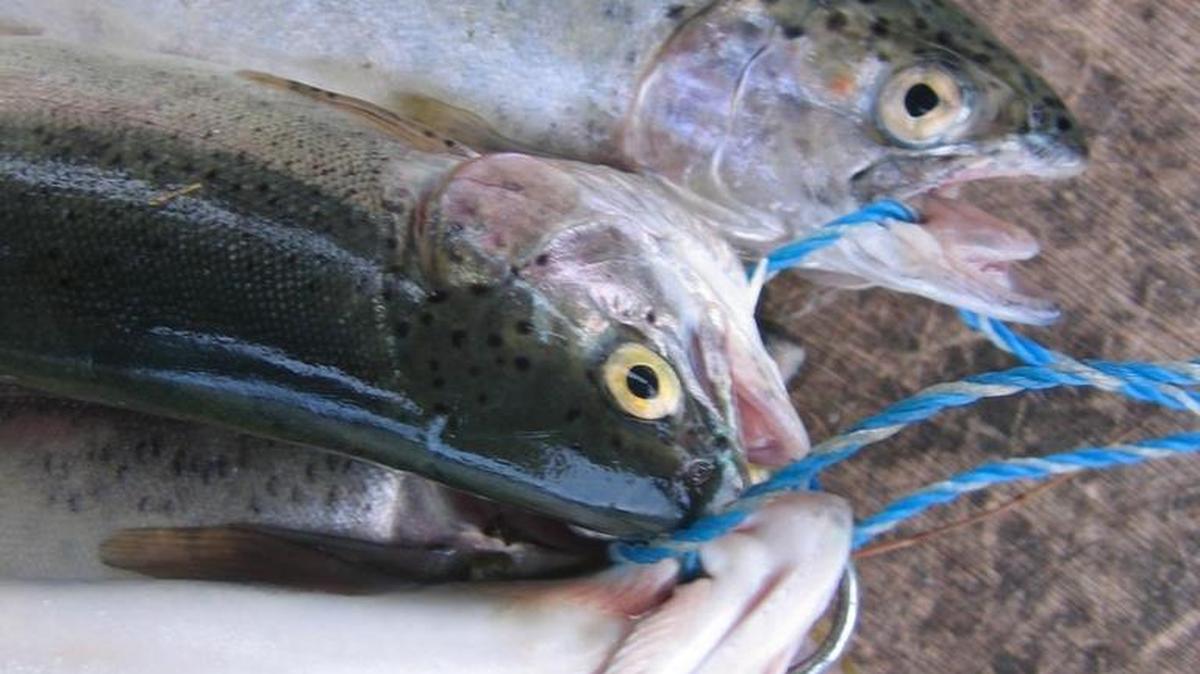 Kapowsin and Lawrence were just two of the South Sound lakes planted this week with rainbow trout.