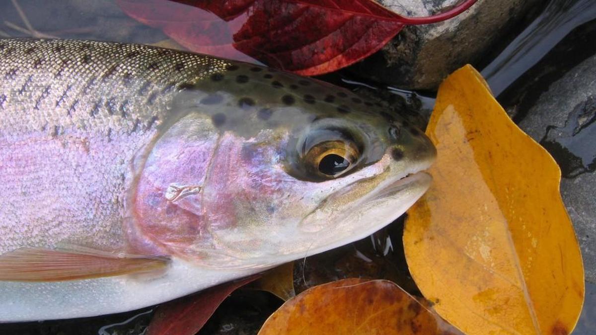 
Lakes throughout the area will become prime spots for catching rainbow trout as recent weather has cooled the water, making the trout more active.
