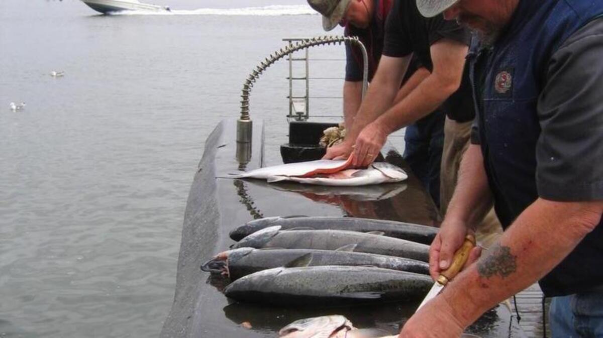 Anglers wanting to catch coho salmon need to head to the ocean waters off Ilwaco. These fishermen were cleaning their catch at Cape Disappointment State Park in 2009.