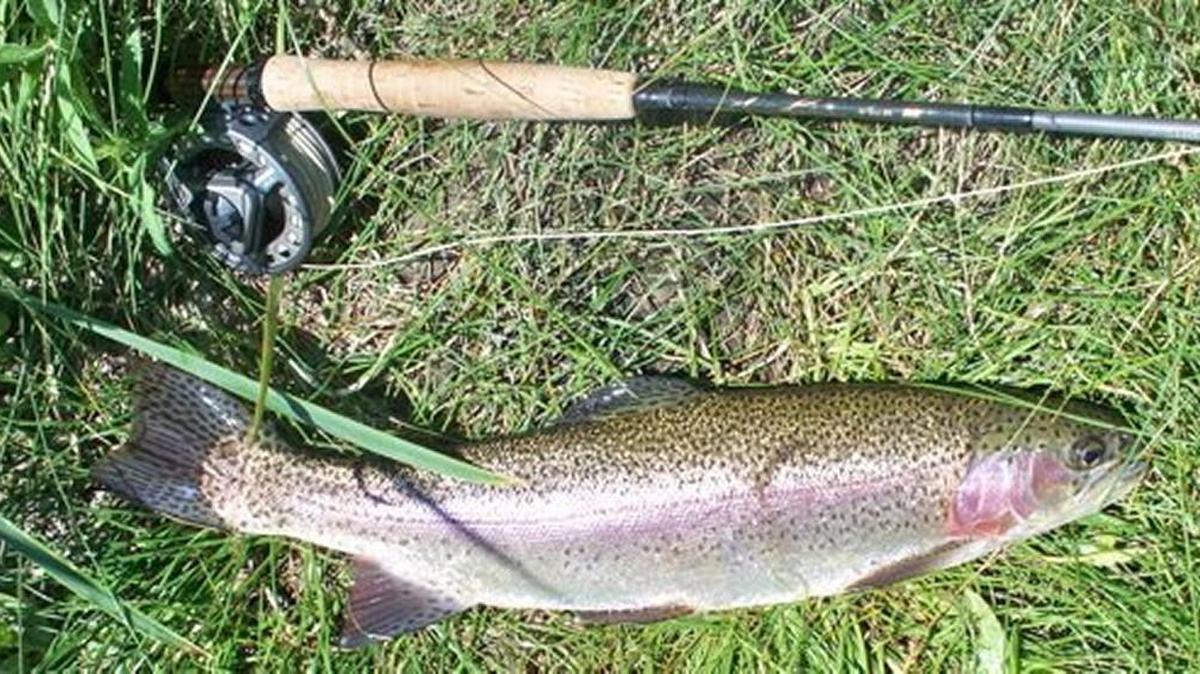 Local lakes are stocked with rainbow trout.