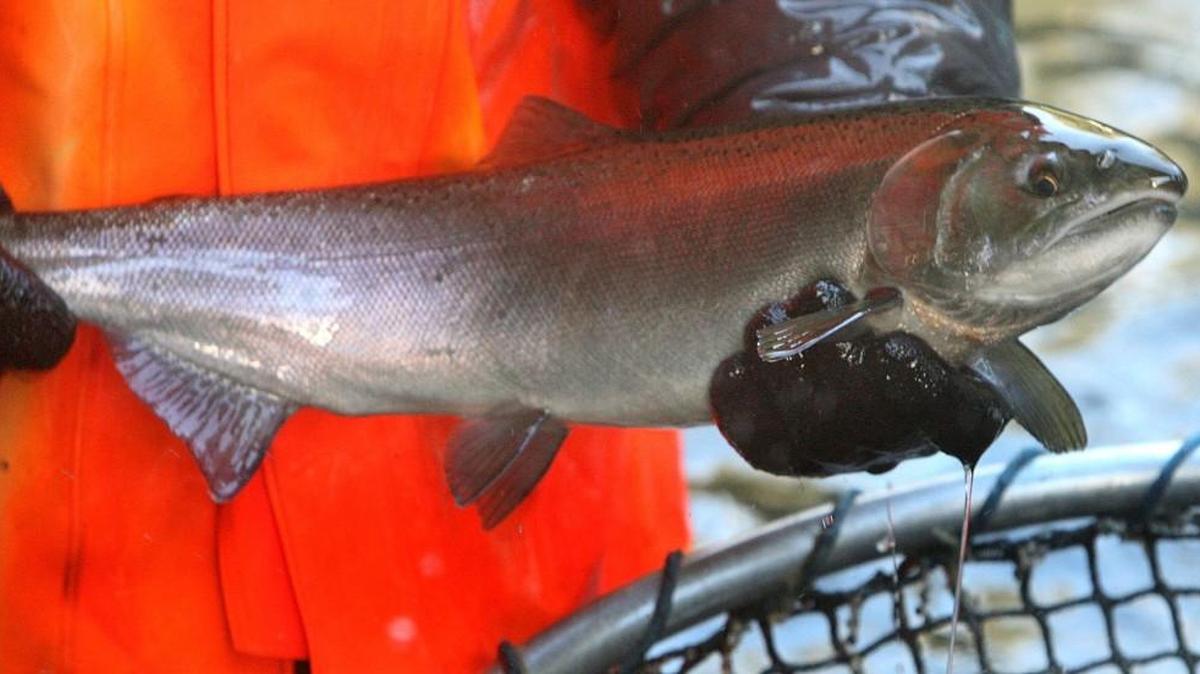 Salmon fishing is permitted south of the Narrows bridges.