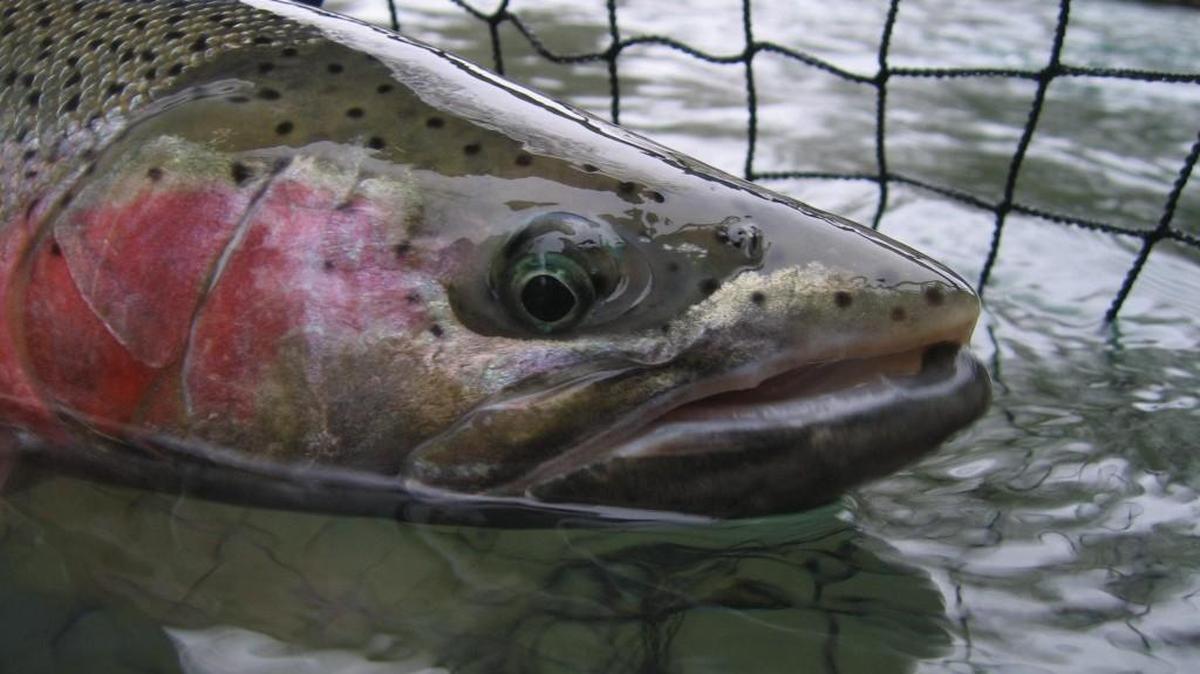 The steelhead fishing has been very good on Olympic Peninsula rivers, but could be slowed if the area gets too much rain this weekend.