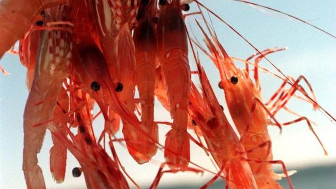Low tides will delay spring opening of Puget Sound shrimp season
