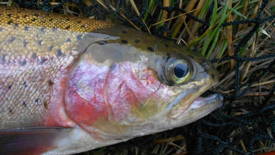 Local lakes are producing limits for anglers chasing rainbow trout