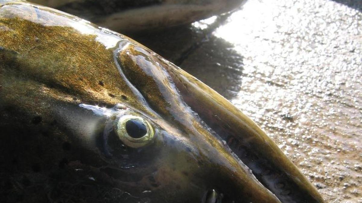 Chinook salmon