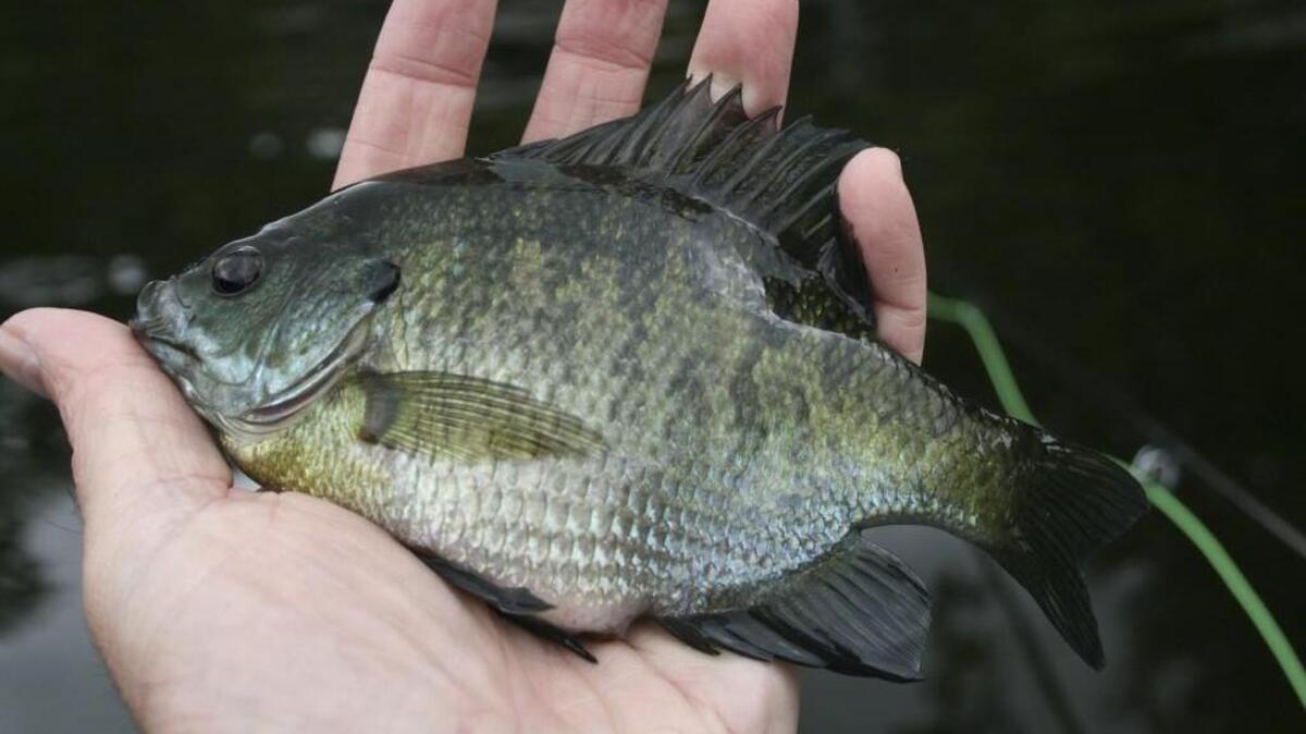 Warmwater lakes are producing some good catches of bluegill, including Harts Lake and Potholes Reservoir.