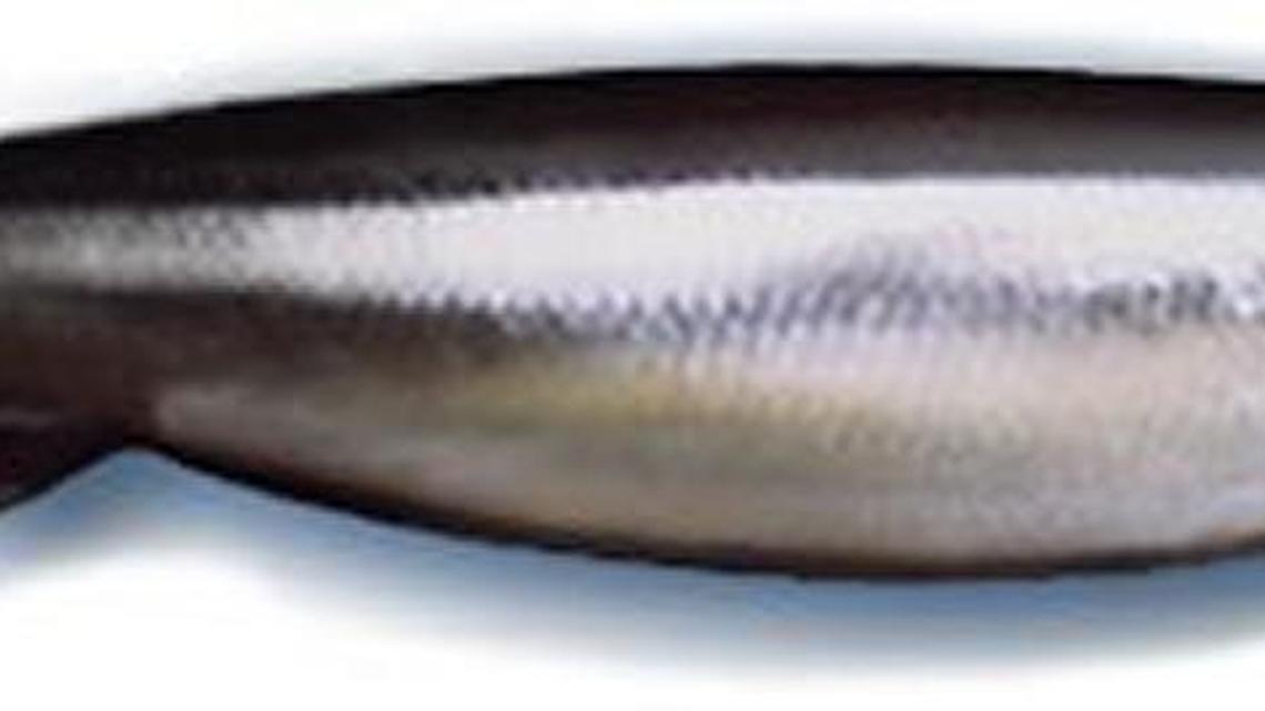 Anglers dealt 1 day of smelt fishing on Cowlitz River