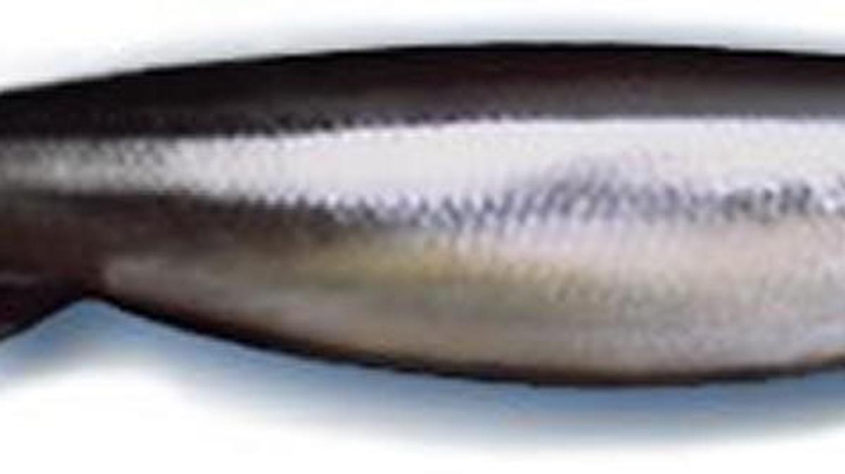 State fishery managers approved a limited sport fishery for smelt on the Cowlitz River for Saturday, Feb. 25.