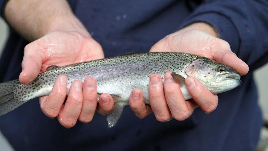 Thousands of catchable-size rainbow trout are planted in local lakes