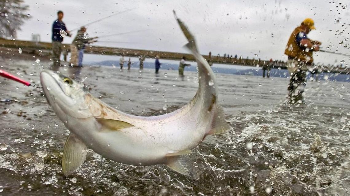 Poor conditions in 2015 will results in fewer pink salmon returning this year