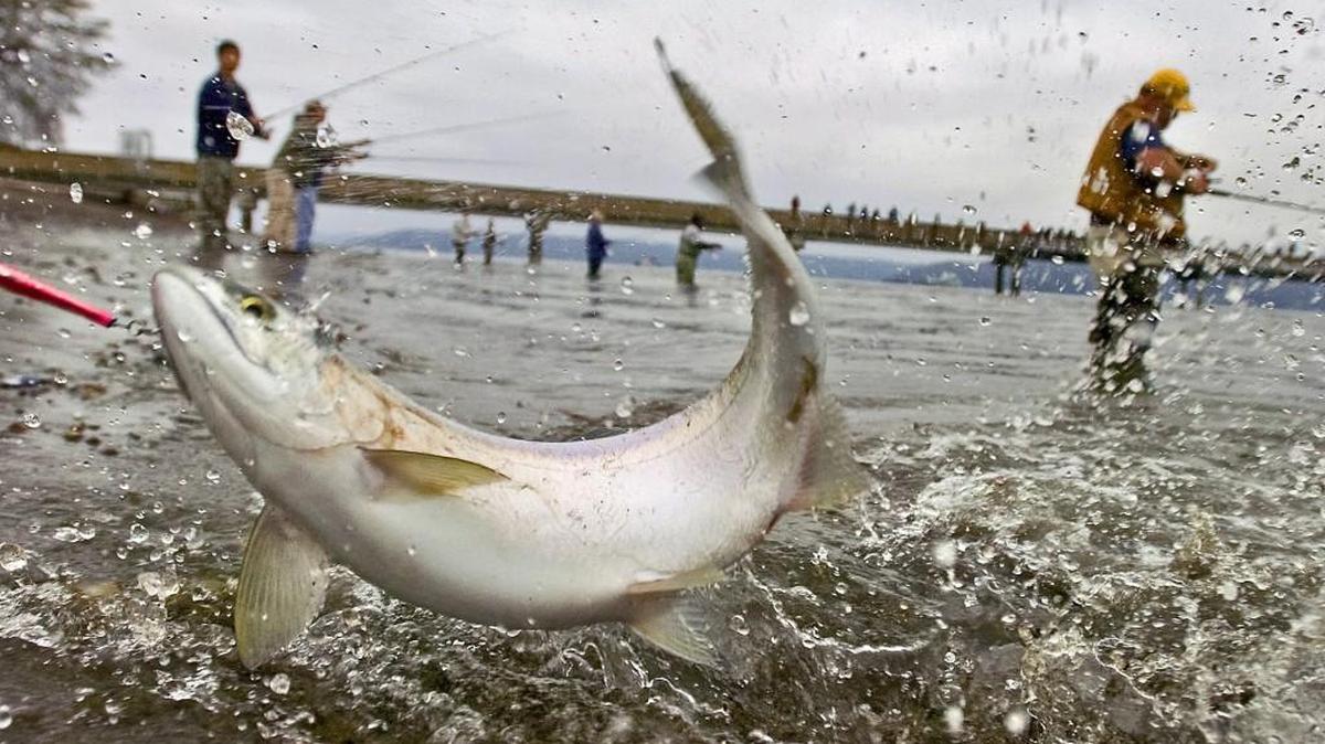 The state Department of Fish and Wildlife Tuesday released the initial salmon run forecasts for the year, including the pink salmon runs expected in the South Sound.