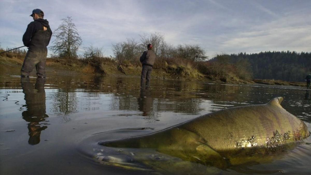 Locations like Kennedy Creek, shown here, and the Hoodsport Hatchery are good places to fish for chum salmon these days.