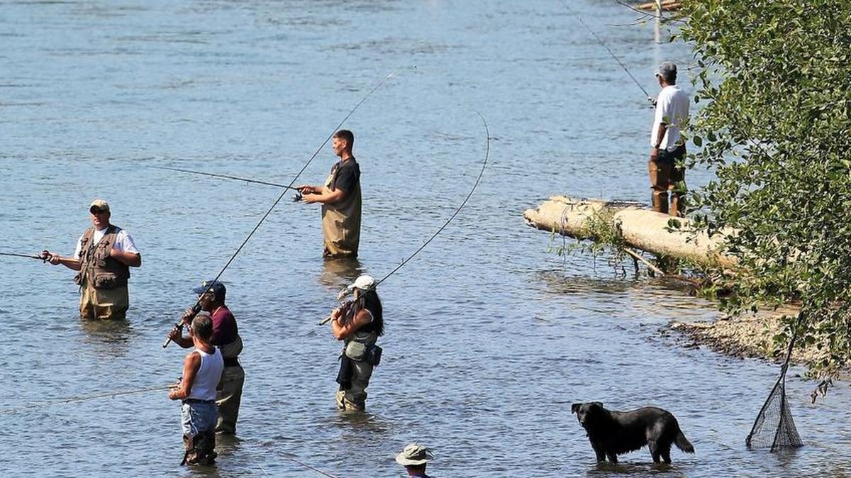 
Fishing restrictions on the Nisqually River have been lifted, effective immediately. The state Department of Fish and Wildlife made the announcement Tuesday afternoon.
