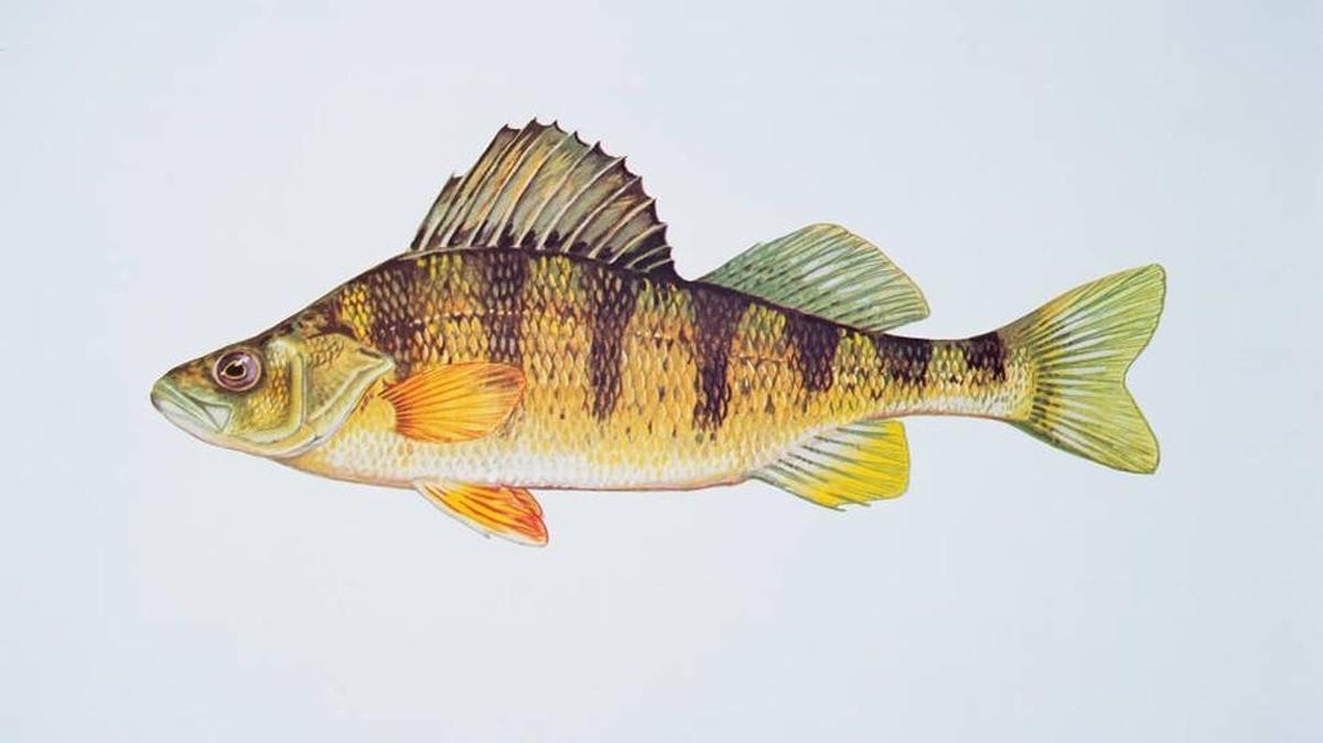 The fishing for yellow perch in Moses Lake has been good in recent days.