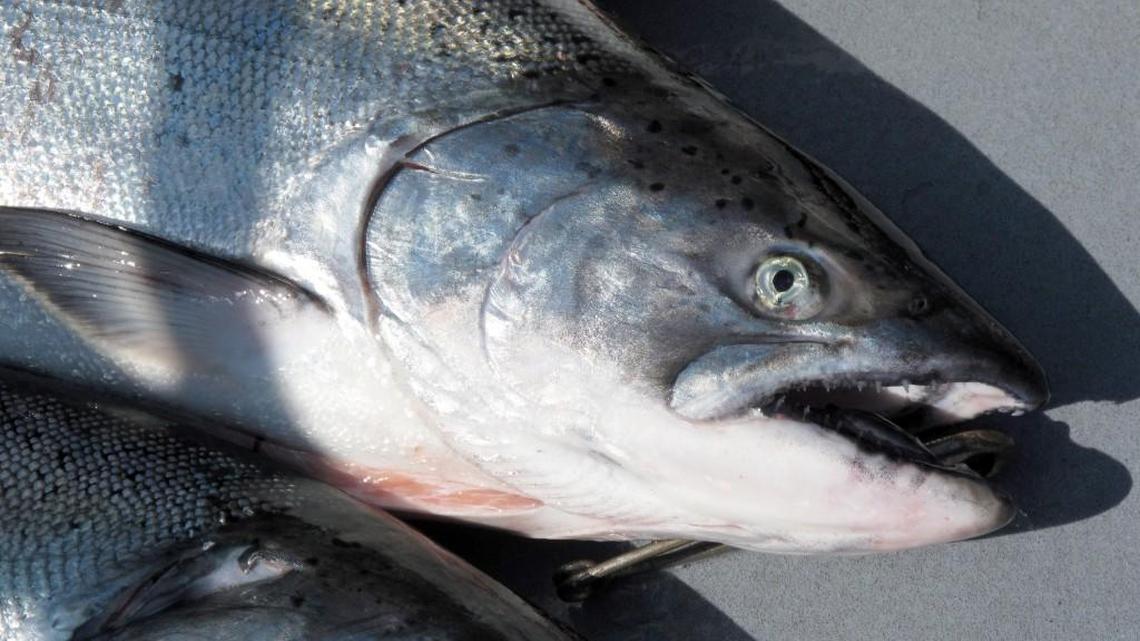 South Sound area fishing report for Aug. 16