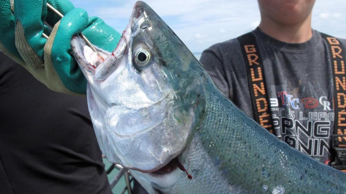 
Deckhand Peter Samuelson holds a hatchery coho salmon caught during a day of fishing on the charter fishing boat Freedom out of Westport, Wash., on June 22, 2014.
