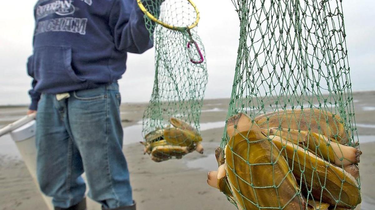 Long Beach is open for razor clam digging.