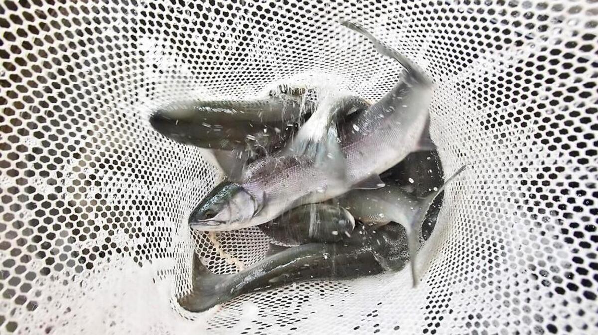Strong runs of sockeye salmon allowed the early opening of the Baker Lake fishery, while fishing in the Columbia River is expected to be better than forecast.