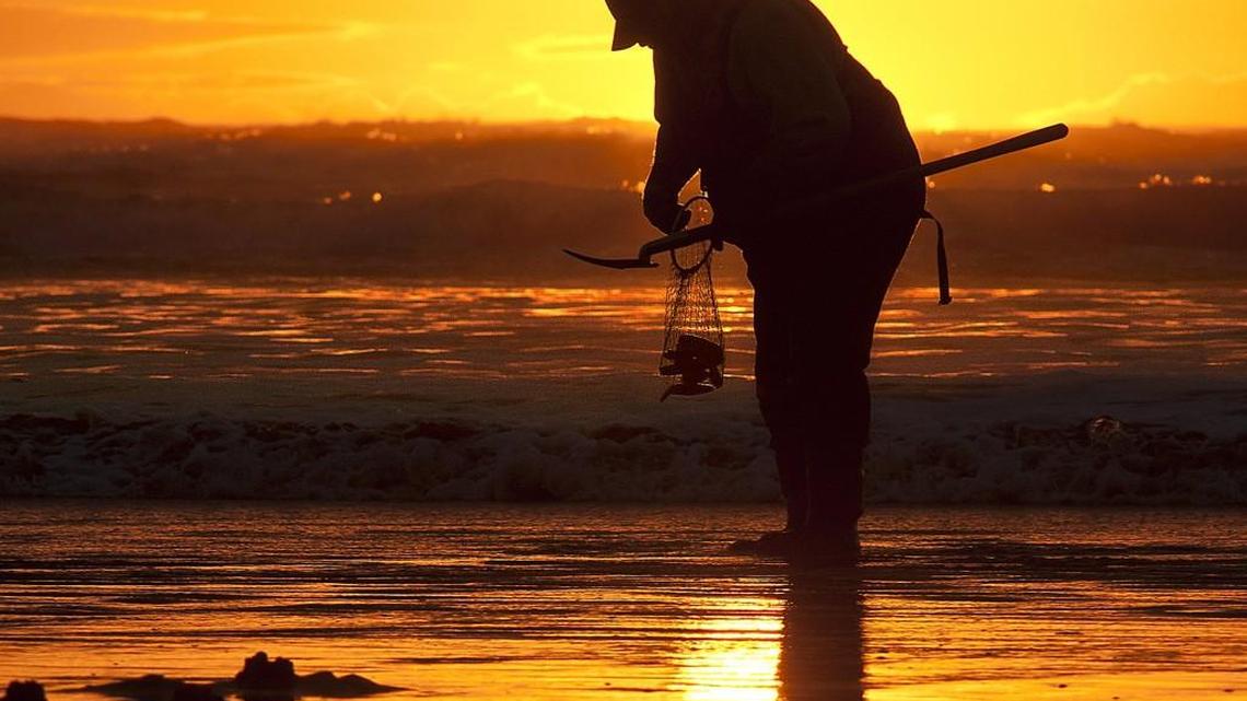 State gives green light to razor clam dig at Copalis and Mocrocks