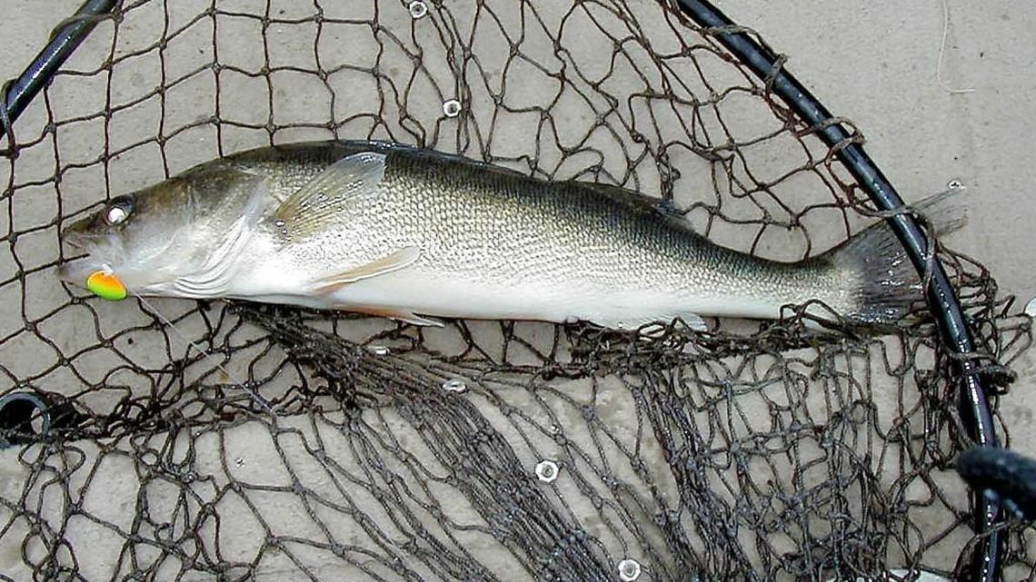 South Sound fishing report for Aug. 9