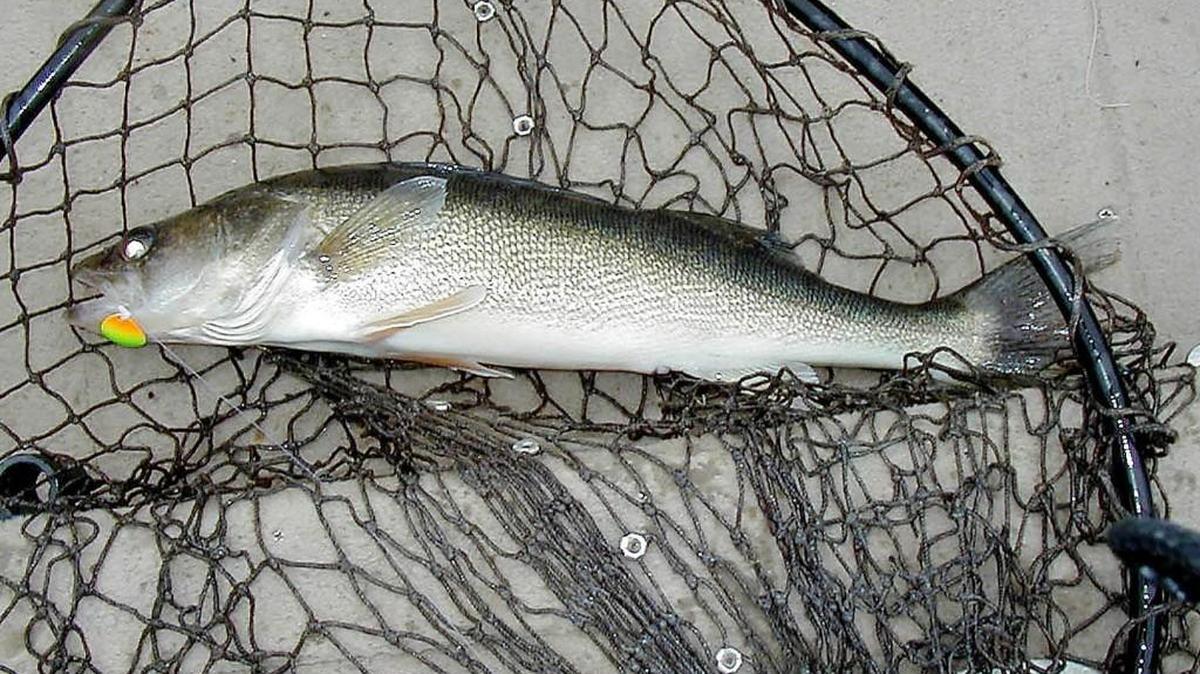 A 20-inch walleye.