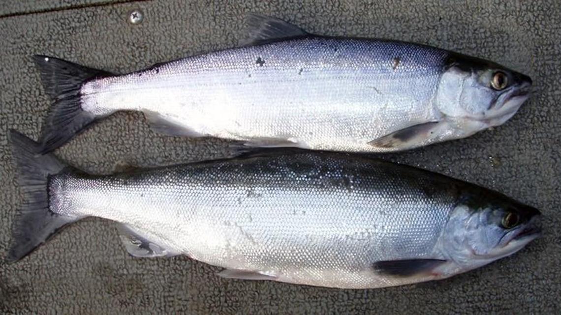 Lakes Roosevelt and Chelan are the places to go fishing for kokanee