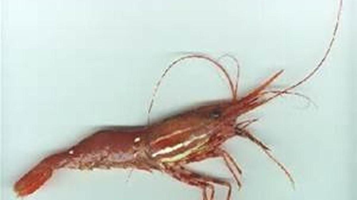 Recreational fishing for spot shrimp in Puget Sound opens May 14.