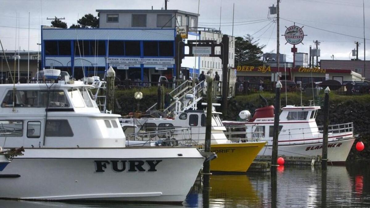 Anglers fishing among the moored boats in the Westport Marina are hooking hatchery coho.