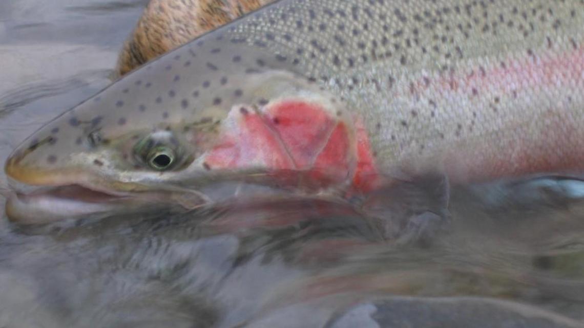 Fishing report for Feb. 5