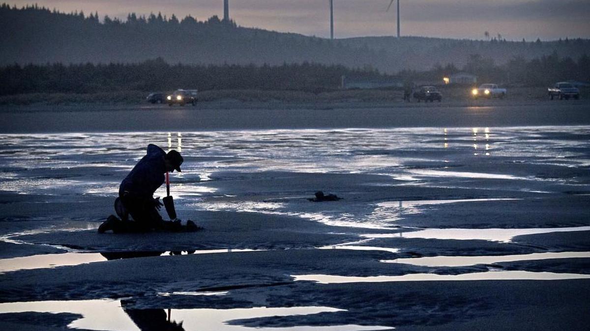 The 2016-17 coastal razor clam has come to an end after testing for marine toxins showed they had increased beyond the action level at Mocrocks Beach.