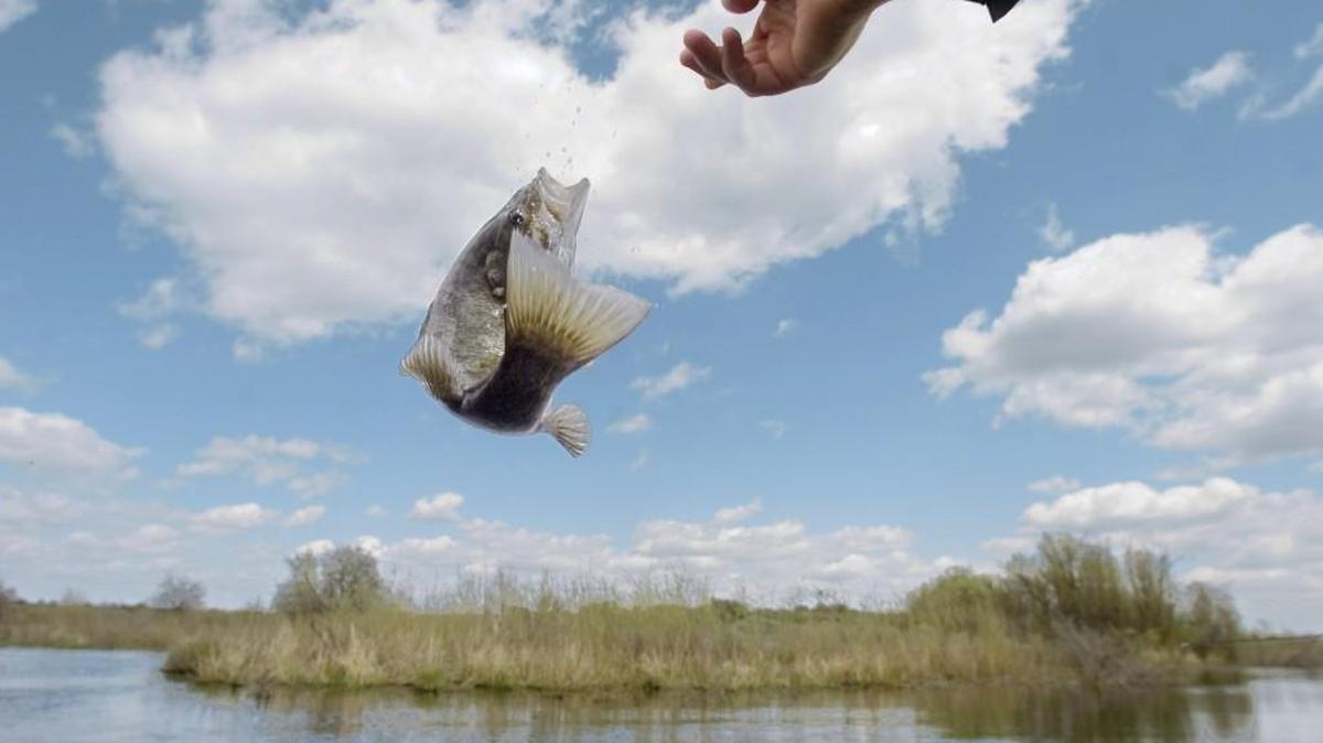 Fishing for largemouth and smallmouth bass has improved this week at Potholes Reservoir.