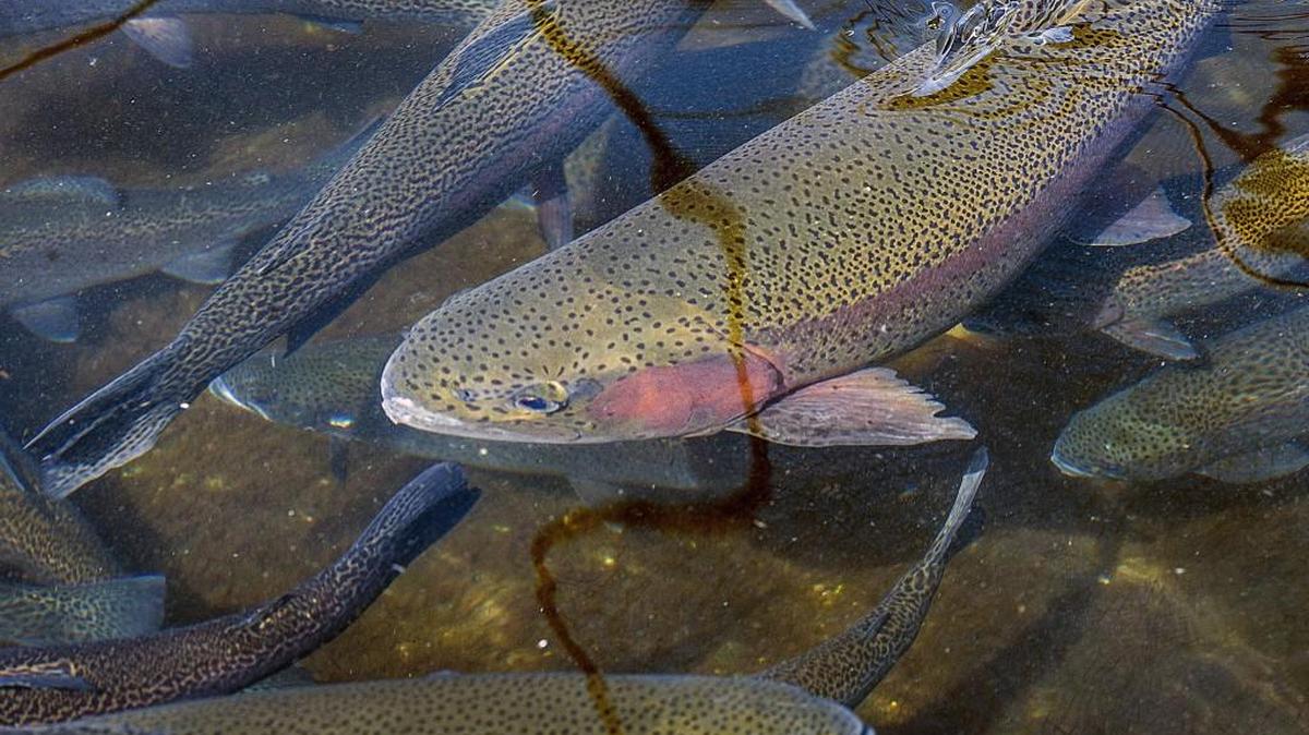 Rainbow trout are biting at local lakes.