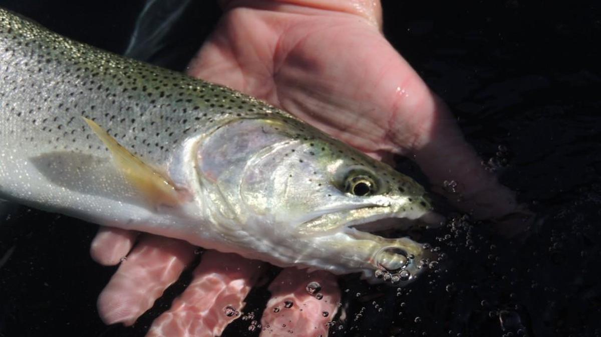 The beach fishing for coastal cutthroat trout has been fair to good in the South Sound.