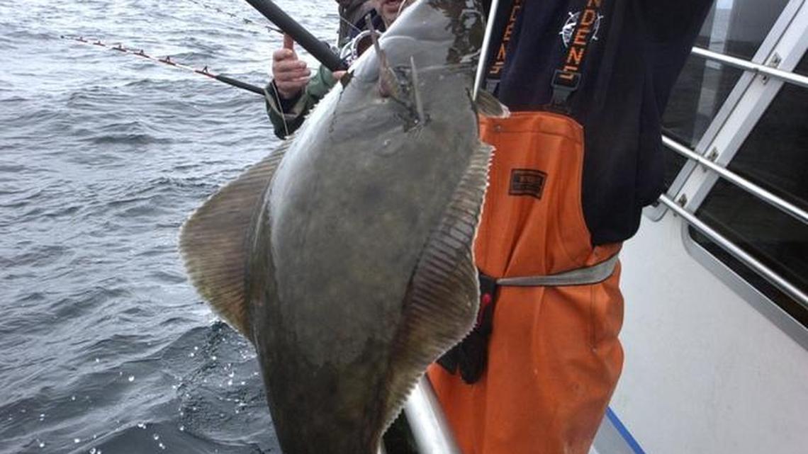 State sets dates for halibut fishing, while the lowland lake trout season opener nears