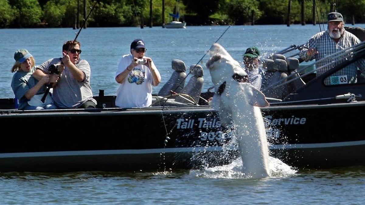 A large sturgeon jumps out of the Columbia River on July 10, 2003 in front of fishermen, from left, Cherrie Hedtke, Mike Zeglin, Joan Haak, Warren Haak and Dave Haak. After battling the fish for almost an hour, the line gave way and the fish got away. Anglers are currently having luck catching sturgeon in the John Day and The Dalles pools.