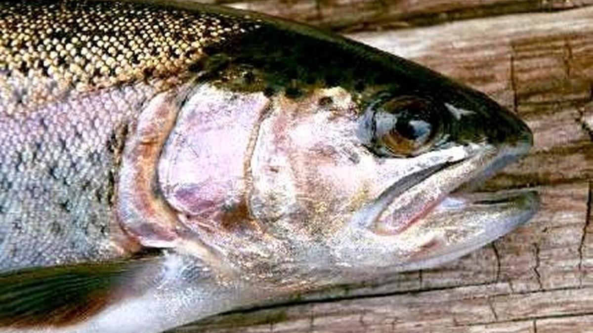 Four South Sound lakes will be stocked for Black Friday.