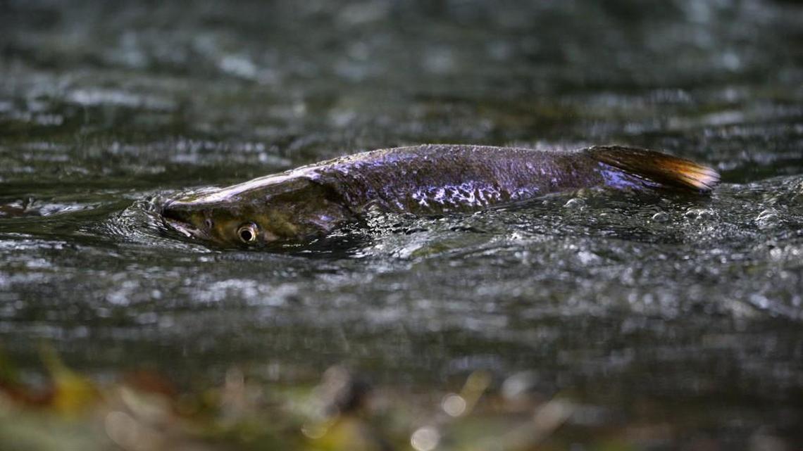 There are plenty of places to watch salmon move upstream to spawn