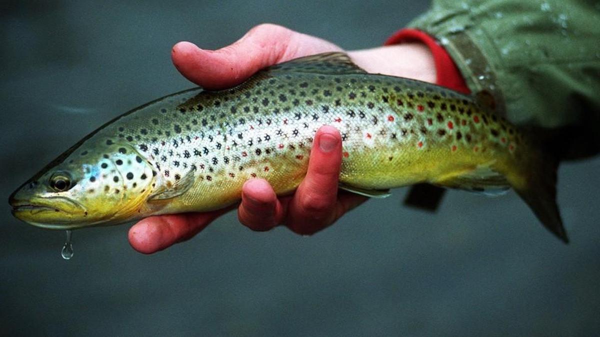 Fly anglers are catching some brown trout at Spanaway Lake.