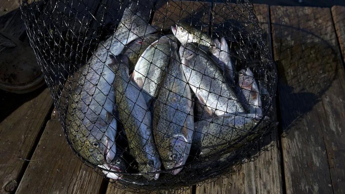 The trout fishing has been very good to excellent at lakes, including Silver Lake in Pierce County.
