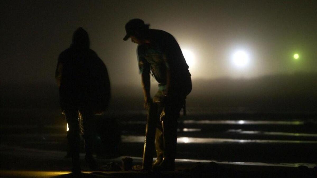 A razor clam dig will take place on evening low tides Friday and Saturday at Copalis and Mocrocks.