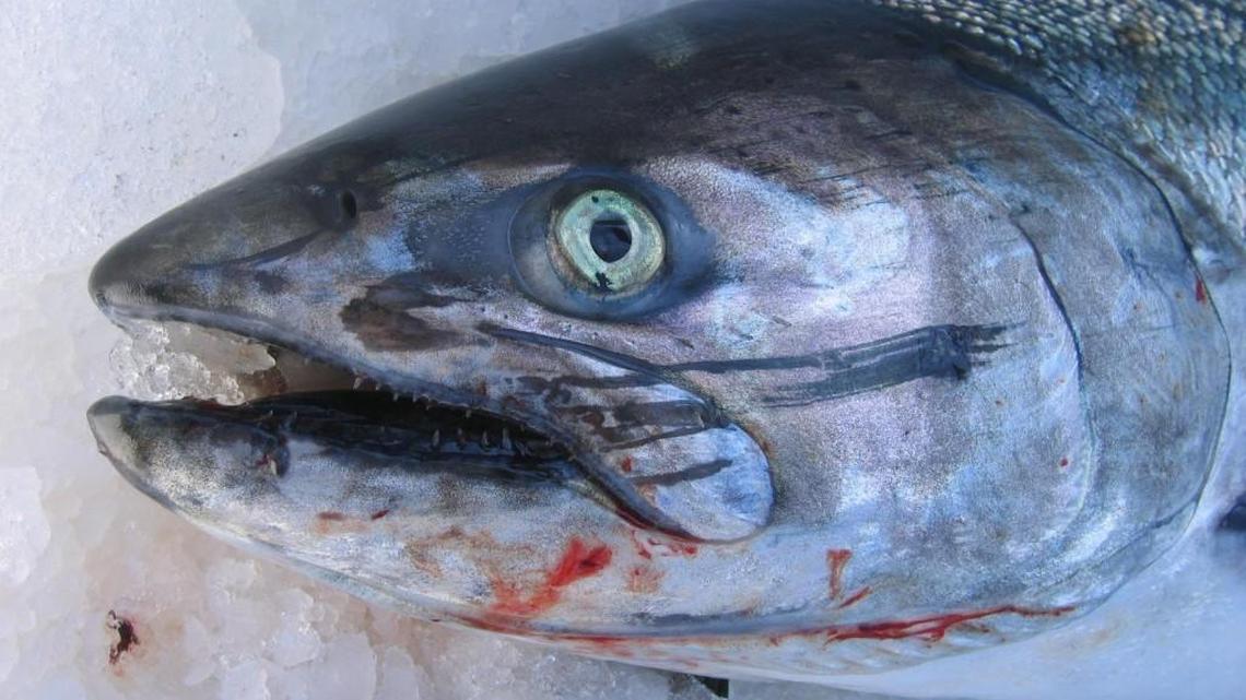 South Puget Sound fishing report for Oct. 18