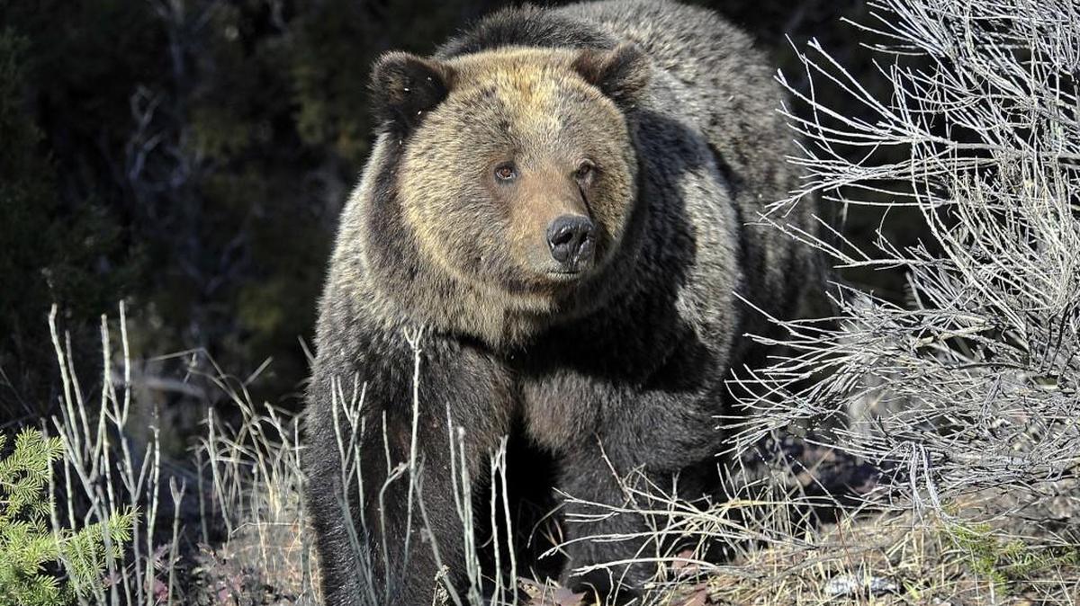 A series of open houses and webinars will give the public the chance to comment on plans to bring grizzly bears back to the North Cascades ecosystem.