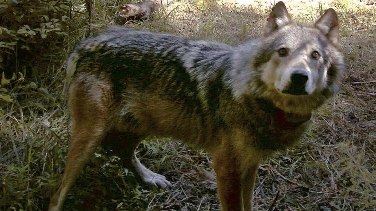 A July 28, 2008, file photo shows an adult gray wolf caught by a remote camera in Okanogan County's Methow Valley. The U.S. Fish and Wildlife Service has confirmed a new pack, the Loup Loup Pack, near Twisp and Omak.