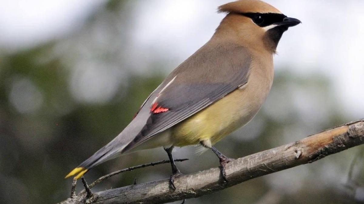 As summer gives way to fall, cedar waxwings can be found dining on ripening fruit.