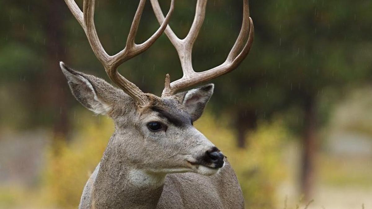 Hunters have until March 31 to apply for a 2016 multiple-season tag.